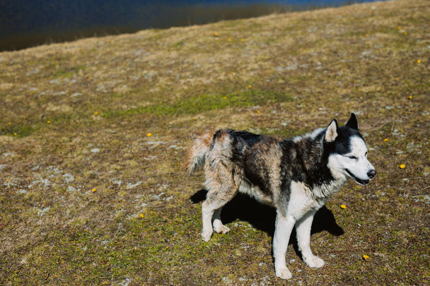 Portrait of a husky dog - Photo, Image