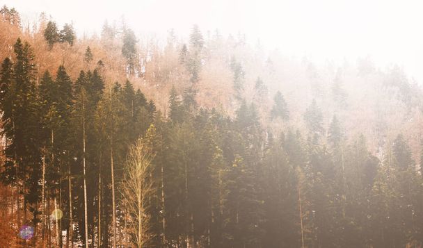 Горный лесной ландшафт в низменном облаке, осенний сезон
 - Фото, изображение