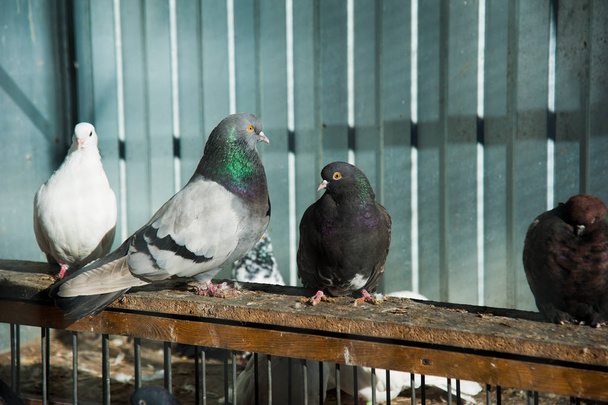Голуби на голубях
 - Фото, изображение