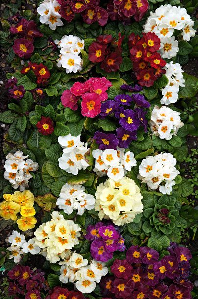 Primrose (Primula). Fleurs printanières colorées
. - Photo, image