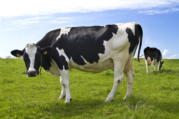 Vacas pastando en prado verde rural
  - Foto, imagen