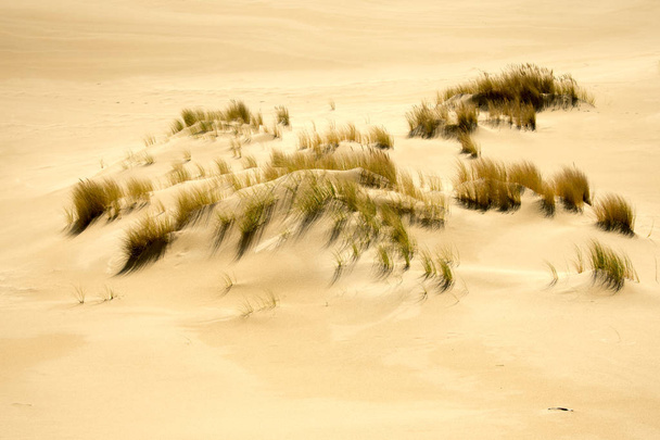 Oregon Dunas de arena, naturaleza y paisaje
  - Foto, imagen