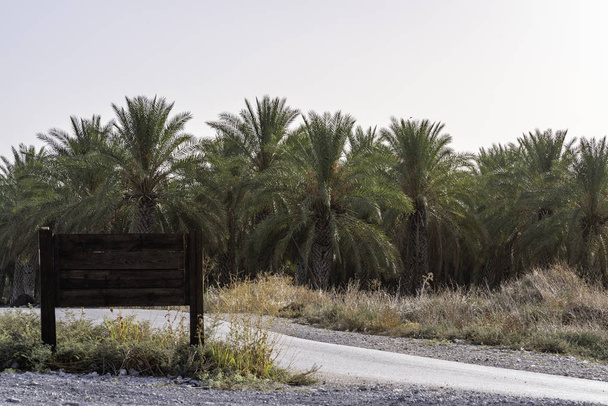 Plantación de palmeras con señal de carretera de madera. espacio libre para texto
.   - Foto, Imagen