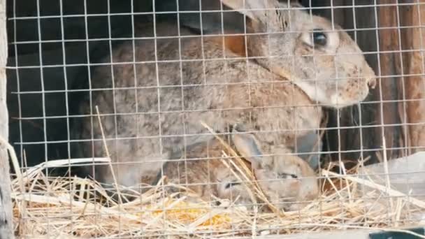 Małe nowo narodzone króliki z ich mama biegać i jeść w klatce - Materiał filmowy, wideo