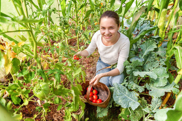 Jonge vrouw bedrijfsmedewerker met mandje plukken van verse rijpe biologische tomaten - Foto, afbeelding