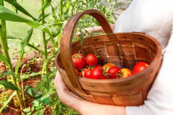 Ręce pracownika gospodarstwa kobieta z koszem zbieranie świeżych dojrzałych ekologicznych pomidorów - Zdjęcie, obraz