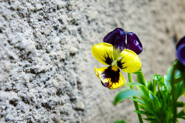 pansy flor solitaria pansy flor amarillo púrpura
 - Foto, Imagen