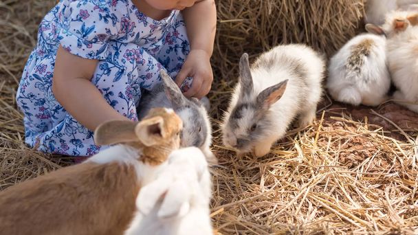 Asijská dívka s nadýchanými králíků v serverové farmě - Fotografie, Obrázek