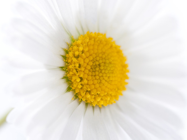 macro daisy - Foto, afbeelding