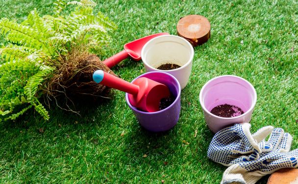fern, pot, and shovels for gardening on green lawn - Foto, immagini