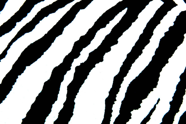 Fundo de zebra preto e branco, listras de zebra
 - Foto, Imagem