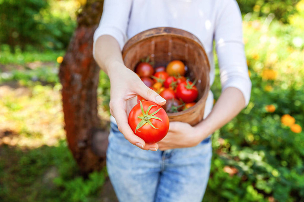 Jeune femme ouvrière agricole panier d'exploitation cueillette de tomates biologiques fraîches mûres dans le jardin
 - Photo, image