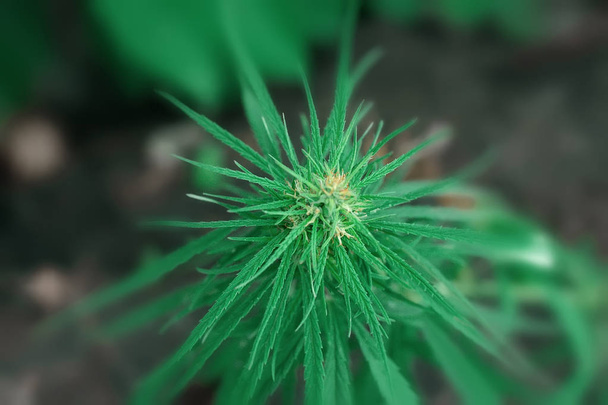 grüne Cannabisblüte cbd macro und medizinisches Marihuana. wachsende h - Foto, Bild