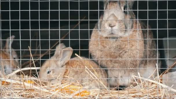 Małe nowo narodzone króliki z ich mama biegać i jeść w klatce - Materiał filmowy, wideo
