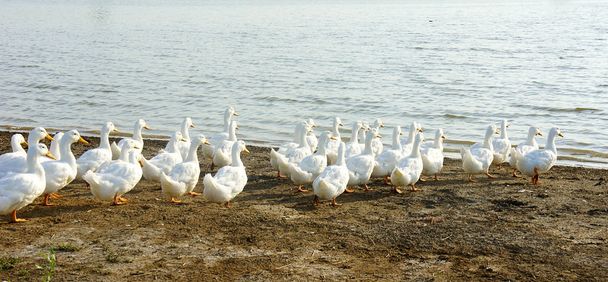 flock of geese goes to the water - Photo, Image