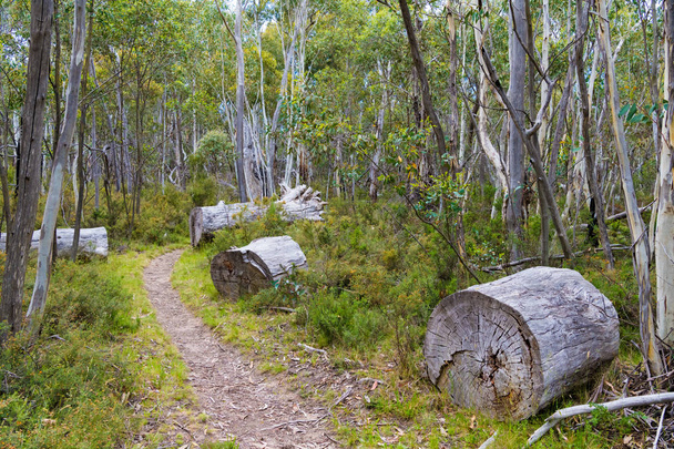 einheimische australische Waldvegetation im Kosciuszko Nationalpark, nsw, Australien. Naturhintergrund mit Pflanzen und Vegetation. - Foto, Bild