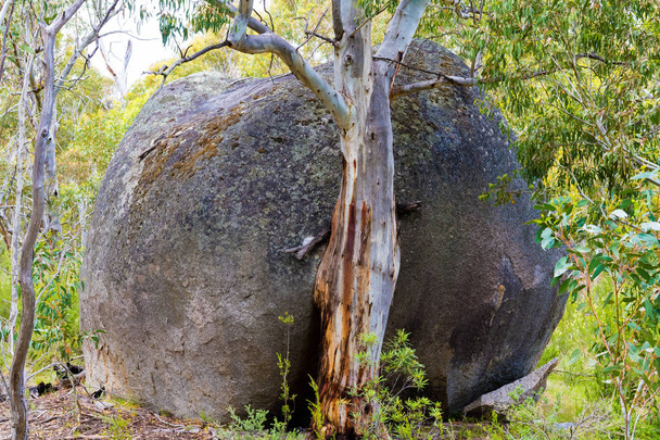 Vegetación forestal nativa australiana en el Parque Nacional Kosciuszko, NSW, Australia. Fondo natural con plantas y vegetación
. - Foto, Imagen