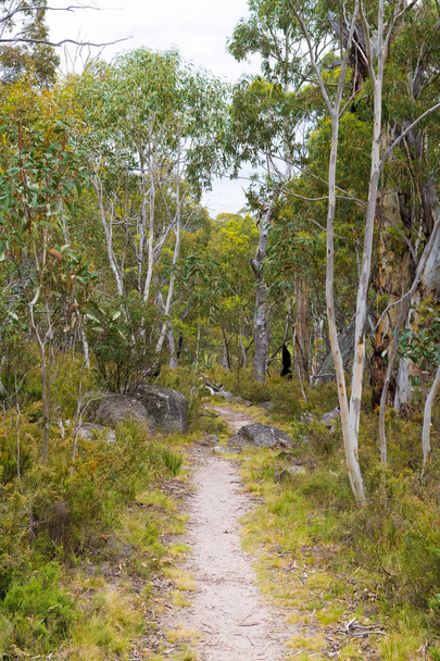 Natív ausztrál erdei növényzet Kosciuszko Nemzeti Park, NSW, Ausztrália. A természet háttere növényekkel és növényzettel. - Fotó, kép