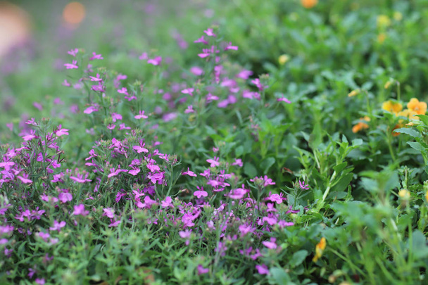 Lobelia botanika fioletowy kwiat kwiat ogród zielony - Zdjęcie, obraz