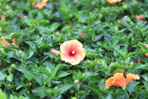a Hibiscus flower with nature back ground - Photo, Image