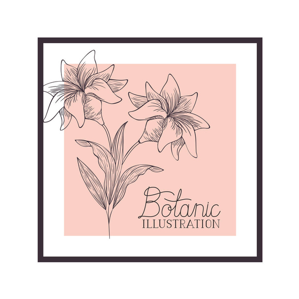 botanic illustration label with plants - Vector, Image
