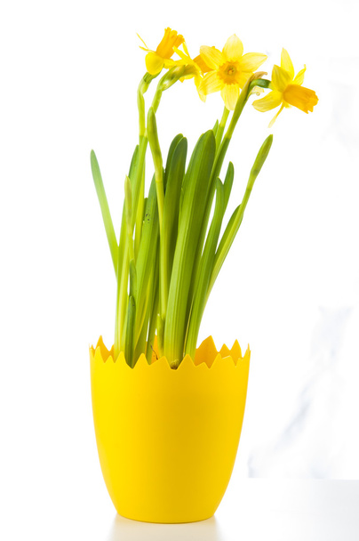Narciso amarillo en maceta
 - Foto, Imagen