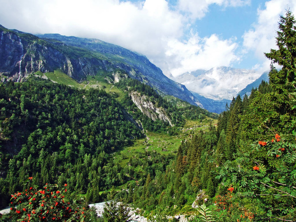 Fák és vegyes erdők a Maderanertal alpesi völgyben-URI Canton, Svájc - Fotó, kép