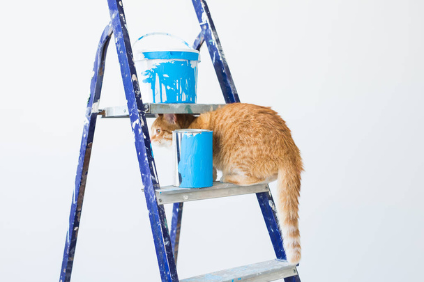 Ремонт, фарбування стін, кіт сидить на драбині. Смішне зображення
 - Фото, зображення