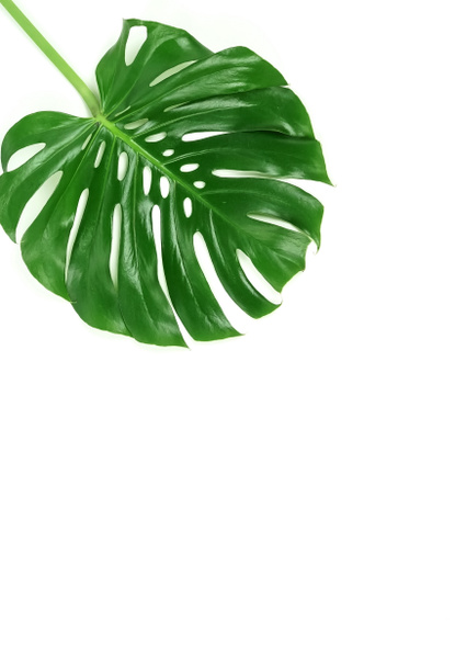 plantas con hoja de monstera verde sobre fondo blanco
 - Foto, imagen