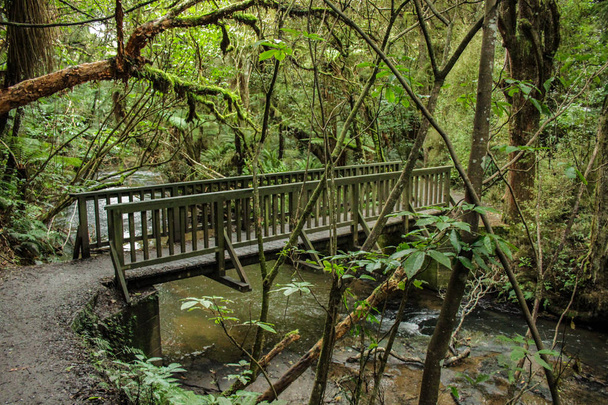 Drewniany most, co prowadzi do Purakaunui Falls w The Catlins, południe  - Zdjęcie, obraz