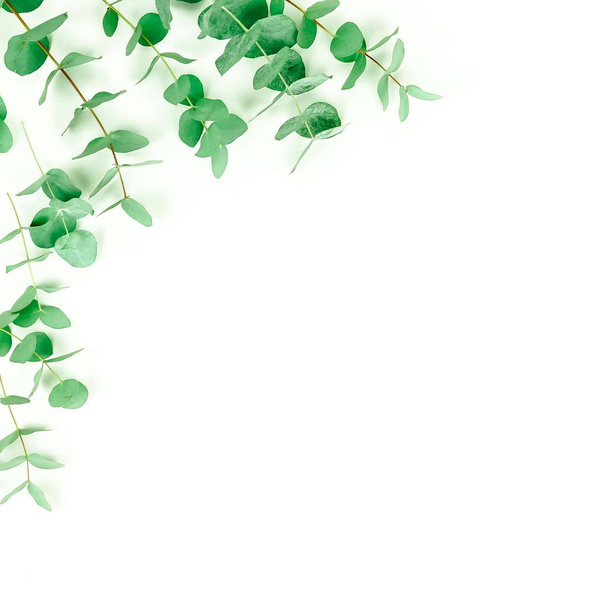 green eucalyptus twigs on white background - Fotoğraf, Görsel