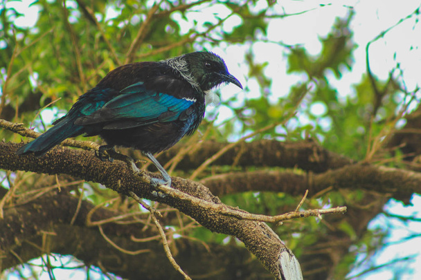 Tui assis dans un arbre, oiseau originaire de Nouvelle-Zélande capturé à fores
 - Photo, image