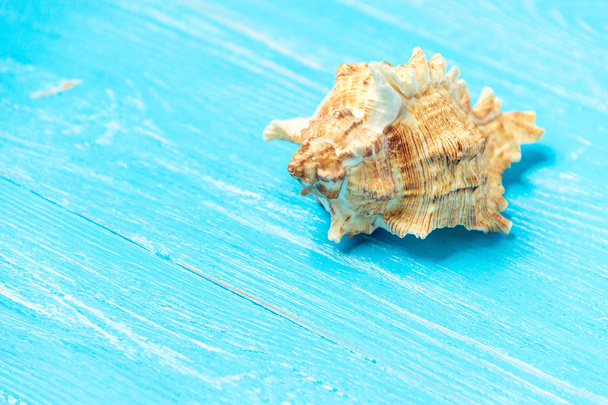 summer background seashell on blue wooden background. - Foto, Imagen