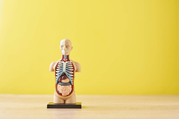 Maniquí de anatomía humana con órganos internos sobre fondo amarillo
 - Foto, imagen