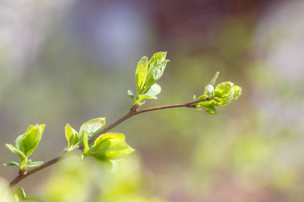 Close-up photo of spring young fresh leaves on tree branches with buds, soft focus and blur background. Concept of new life. - Photo, Image