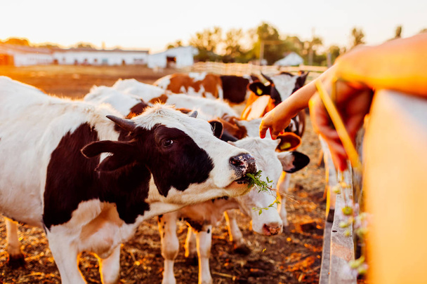 Boer voeding koeien met gras op boerderij werf bij zonsondergang. Vee eten en lopen buiten. - Foto, afbeelding