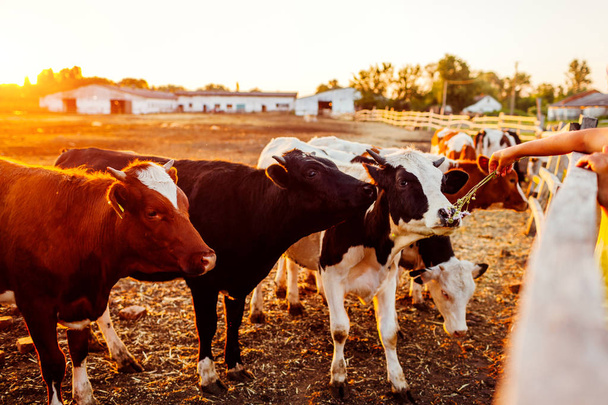 Maanviljelijä ruokkii lehmiä ruoholla maatilalla auringonlaskun aikaan. Nauta syö ja kävelee ulkona
. - Valokuva, kuva