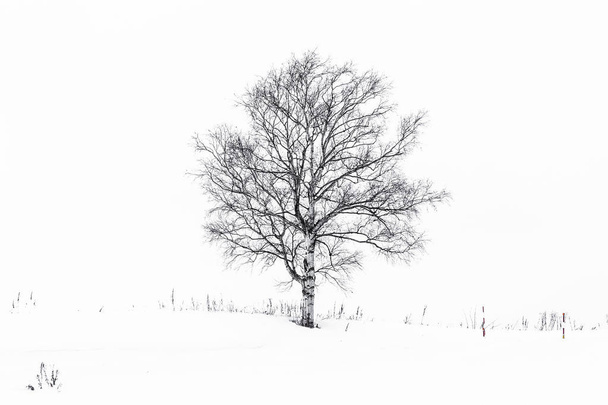Beau paysage avec arbre solitaire dans la neige saison d'hiver
 - Photo, image