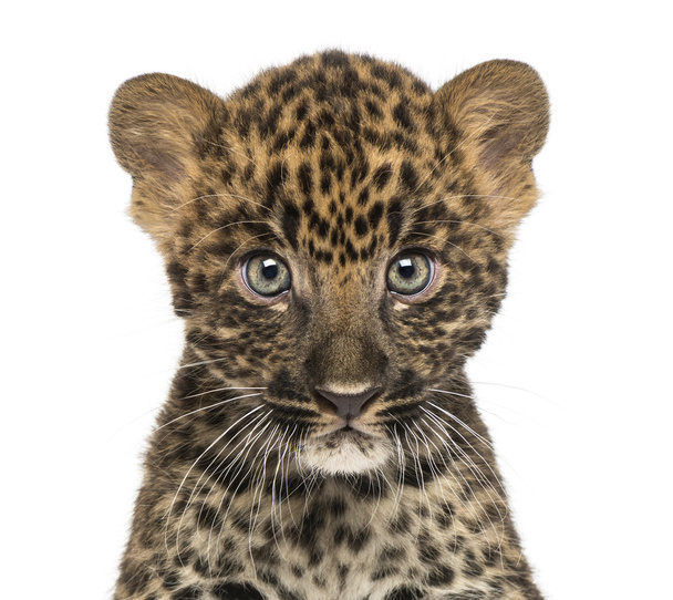 Lähikuva Täplikäs Leopard pentu pääosassa kamera - Panth
 - Valokuva, kuva
