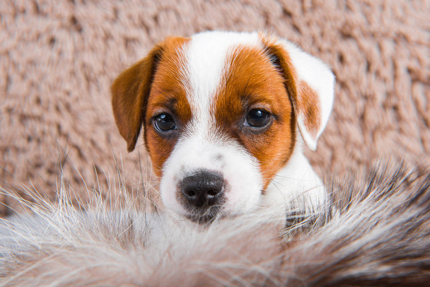 Cute puppy is playing in fur on brown background. - Photo, Image