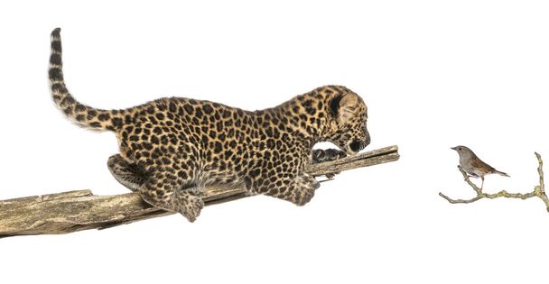 Geflecktes Leopardenjunges auf einem Ast, das einen Vogel ansieht, isoliert auf einem - Foto, Bild