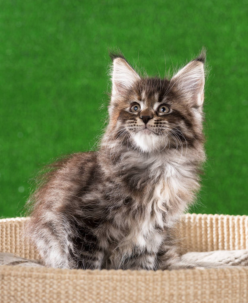 Maine Coon kitten - 写真・画像