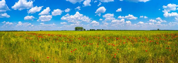Esprit de printemps au champ rouge de coquelicots et belle nature en pa
 - Photo, image