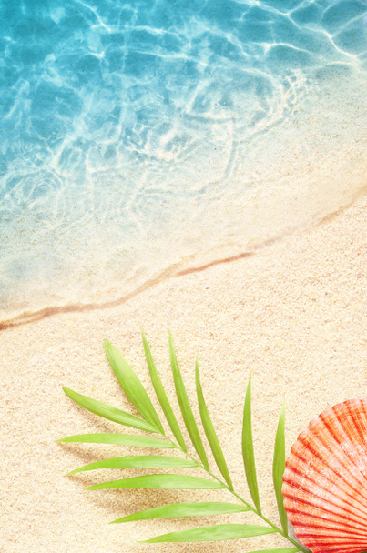 Літній фон з зеленим пальмовим листом і мушлями. Текстура пляжу. Копіювати простір. Вид зверху
 - Фото, зображення