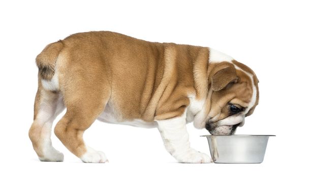 Englanti Bulldog pentu syö metallinen koira kulho, 2 kuukautta
 - Valokuva, kuva