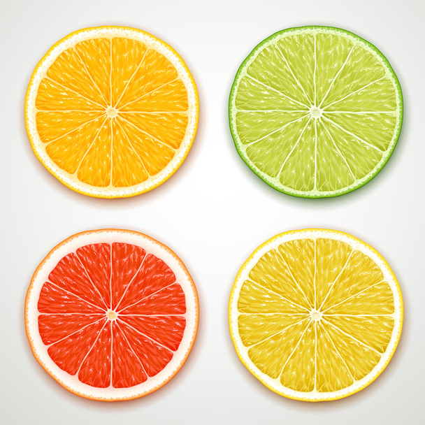 Vector citrus slices - Vector, Image