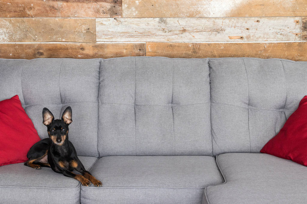 Pies Pinczer układanie w kanapie  - Zdjęcie, obraz