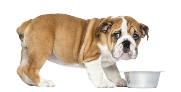 Standing English Bulldog Puppy with metallic dog bowl, 2 months - Photo, Image
