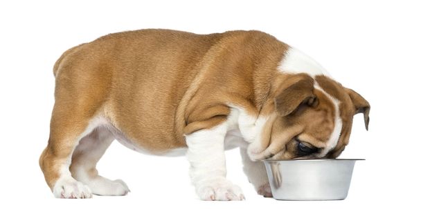 English Bulldog Puppy standing and eating from a metallic dog bo - Zdjęcie, obraz