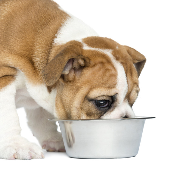 Lähikuva Englanti Bulldog pentu syö metallinen koira
 - Valokuva, kuva